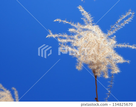 銀色的草尖在藍天下閃閃發光。留白。一個毛茸茸的世界。感覺毛茸茸的。 134825670