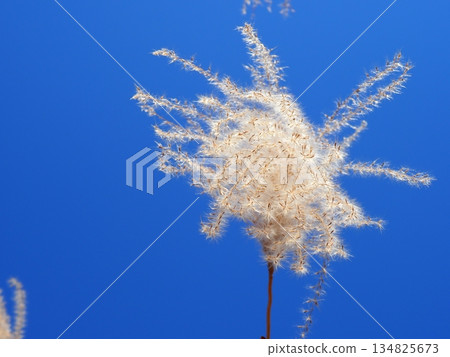 Silver grass spikes shining against the blue sky. Copy space. A fluffy world. Feeling fluffy. Silver grass spikes shining against the blue sky. Copy space. A fluffy world. Feeling fluffy. 134825673