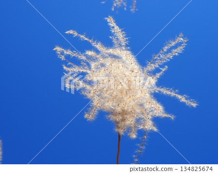 Silver grass spikes shining against the blue sky. Copy space. A fluffy world. Feeling fluffy. Silver grass spikes shining against the blue sky. Copy space. A fluffy world. Feeling fluffy. 134825674
