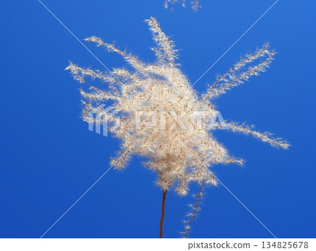 Silver grass spikes shining against the blue sky. Copy space. A fluffy world. Feeling fluffy. Silver grass spikes shining against the blue sky. Copy space. A fluffy world. Feeling fluffy. 134825678