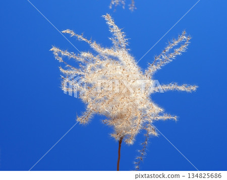 Silver grass spikes shining against the blue sky. Copy space. A fluffy world. Feeling fluffy. Silver grass spikes shining against the blue sky. Copy space. A fluffy world. Feeling fluffy. 134825686