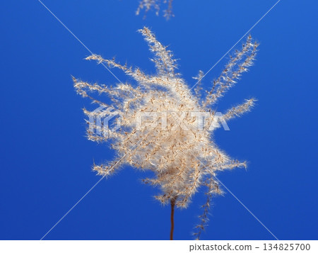 Silver grass spikes shining against the blue sky. Copy space. A fluffy world. Feeling fluffy. 134825700