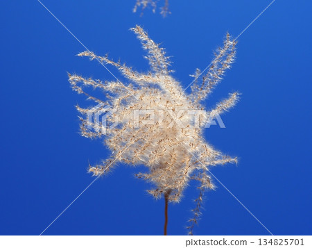 Silver grass spikes shining against the blue sky. Copy space. A fluffy world. Feeling fluffy. 134825701