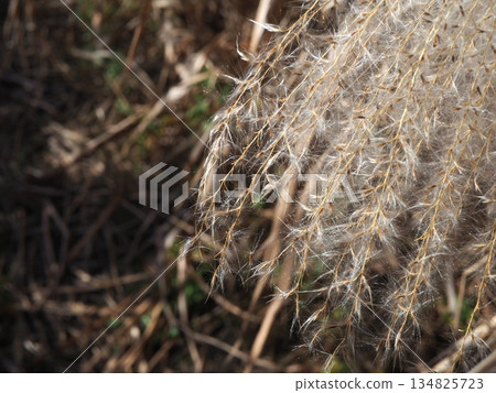 Silver grass spikes shining against the blue sky. Copy space. A fluffy world. Feeling fluffy. 134825723