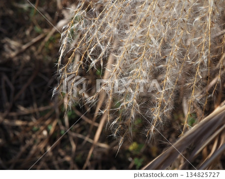 銀色的草尖在藍天下閃閃發光。留白。一個毛茸茸的世界。感覺毛茸茸的。 銀色的草尖在藍天下閃閃發光。留白。一個毛茸茸的世界。感覺毛茸茸的。 134825727