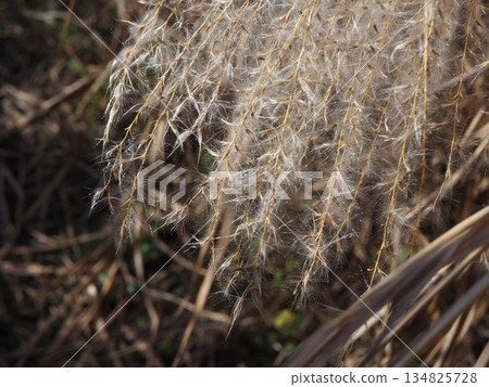 Silver grass spikes shining against the blue sky. Copy space. A fluffy world. Feeling fluffy. Silver grass spikes shining against the blue sky. Copy space. A fluffy world. Feeling fluffy. 134825728