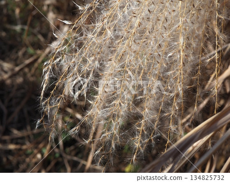 Silver grass spikes shining against the blue sky. Copy space. A fluffy world. Feeling fluffy. 134825732
