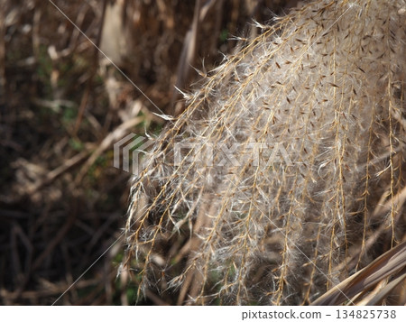 Silver grass spikes shining against the blue sky. Copy space. A fluffy world. Feeling fluffy. 134825738