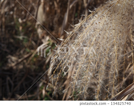Silver grass spikes shining against the blue sky. Copy space. A fluffy world. Feeling fluffy. Silver grass spikes shining against the blue sky. Copy space. A fluffy world. Feeling fluffy. 134825740