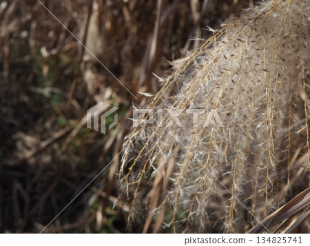 Silver grass spikes shining against the blue sky. Copy space. A fluffy world. Feeling fluffy. Silver grass spikes shining against the blue sky. Copy space. A fluffy world. Feeling fluffy. 134825741