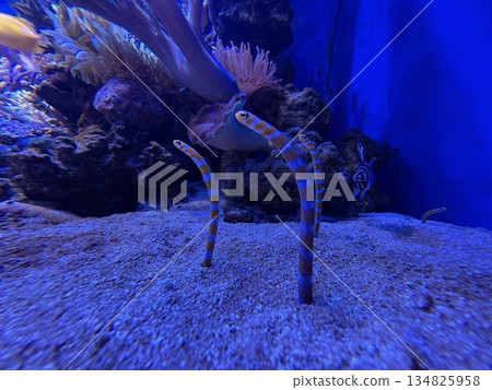 水族箱裡的花園鰻_三條花園鰻從沙子裡探出頭來 水族箱裡的花園鰻_三條花園鰻從沙子裡探出頭來 134825958
