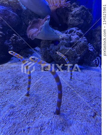 Garden eels in an aquarium_Three garden eels popping out of the sand 134825961
