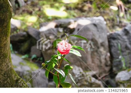 Beautiful camellia flowers at Reikanji Temple in Kyoto during the spring special viewing period (Sakyo Ward, Kyoto City, Kyoto Prefecture) Beautiful camellia flowers at Reikanji Temple in Kyoto during the spring special viewing period (Sakyo Ward, Kyoto City, Kyoto Prefecture) 134825965