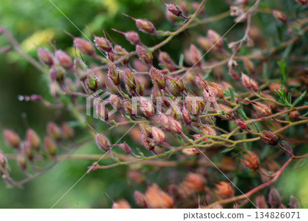 Wild plant seed pods with dew drops. Natural botanical background 134826071