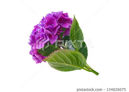 Purple bigleaf hydrangea inflorescence side view isolated on white. Hydrangea macrophylla. Hortensia Flower. 134826075