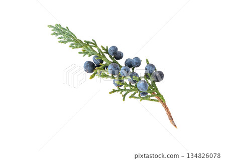 Juniper branch with blue berries and waxy bloom isolated on white Juniper branch with blue berries and waxy bloom isolated on white 134826078