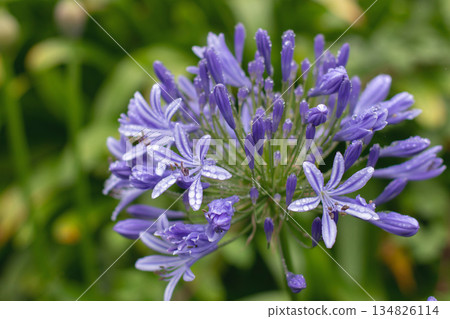 Blue agapanthus inflorescence with rain drops on lush foliage background 134826114