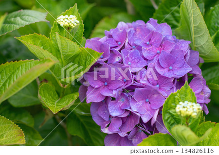 Purple hydrangea macrophylla bloom framed by green Leaves and yellow buds 134826116