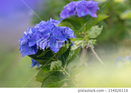 Blue hydrangea macrophylla flowers with dew drops and soft bokeh background 134826118