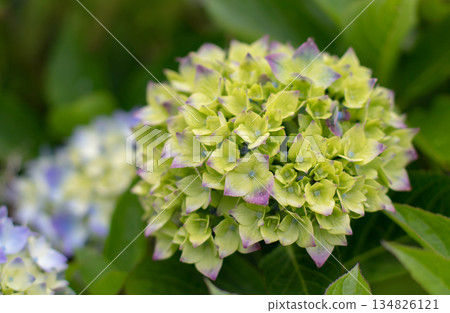 Young hydrangea macrophylla flower changing color from green to purple 134826121