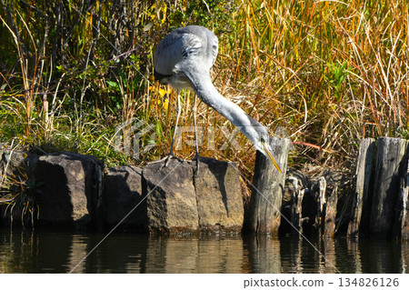 灰鷺 134826126