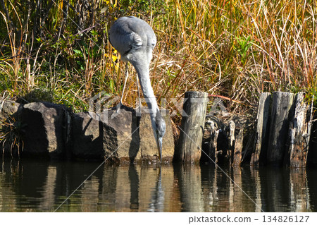 灰鷺 134826127