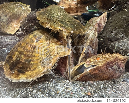 阿古屋珍珠貝、珍珠貝、活珍珠貝 134826192