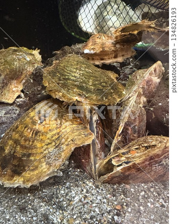 Akoya pearl oysters, pearl oysters, living pearl oysters 134826193