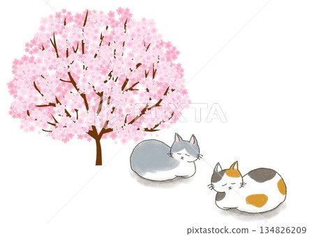睡覺在櫻桃樹下的貓 134826209