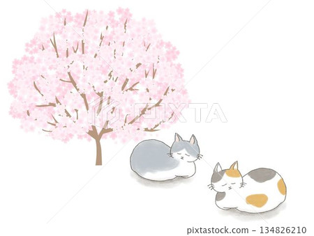 睡覺在櫻桃樹下的貓 134826210