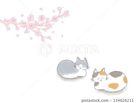 睡覺在櫻桃樹下的貓 睡覺在櫻桃樹下的貓 134826211