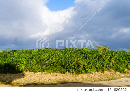 展現沖繩熱帶地區豐富自然風光與文化的景色 展現沖繩熱帶地區豐富自然風光與文化的景色 134826232