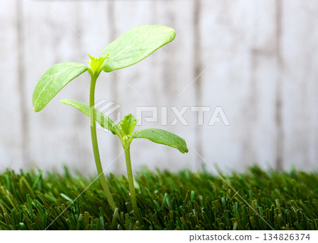 sprout sprout 134826374