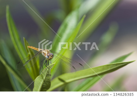dragonfly shot on a macro lens dragonfly shot on a macro lens 134826385