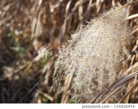 Japanese pampas grass against the blue sky. Copy space. Feel the wind. 134826454