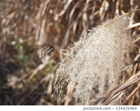 藍天下，日本蒲葦草搖曳生姿。留白。感受微風拂面。 134826469