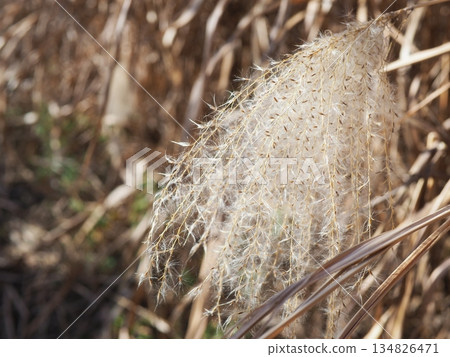Japanese pampas grass against the blue sky. Copy space. Feel the wind. 134826471