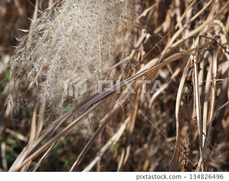Japanese pampas grass against the blue sky. Copy space. Feel the wind. Japanese pampas grass against the blue sky. Copy space. Feel the wind. 134826496