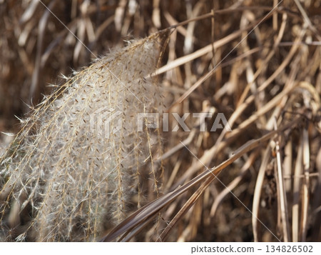 藍天下，日本蒲葦草搖曳生姿。留白。感受微風拂面。 134826502