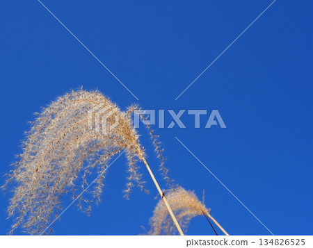 Japanese pampas grass against the blue sky. Copy space. Feel the wind. 134826525
