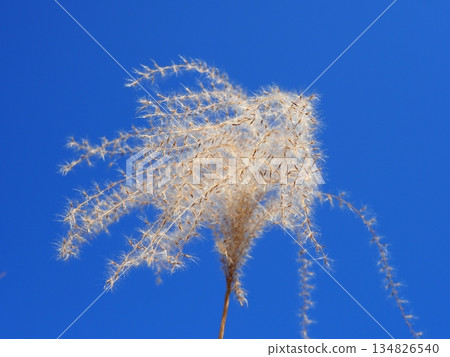Japanese pampas grass against the blue sky. Copy space. Feel the wind. Japanese pampas grass against the blue sky. Copy space. Feel the wind. 134826540