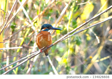 Kingfisher Kingfisher 134826608