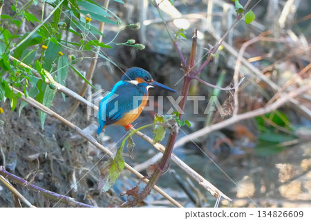 Kingfisher Kingfisher 134826609