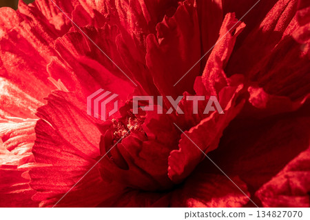 Abstract Macro of Deep Red Floral Petals Abstract Macro of Deep Red Floral Petals 134827070