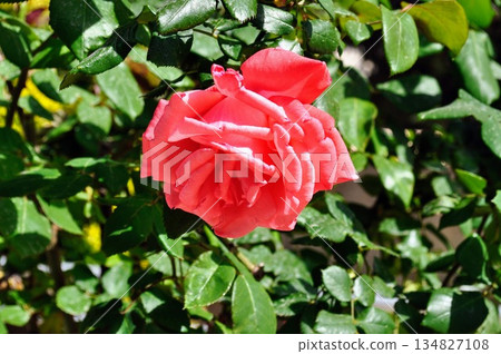 Beautiful Blooming Pink Rose Flower in Summer Garden Sunlight Beautiful Blooming Pink Rose Flower in Summer Garden Sunlight 134827108