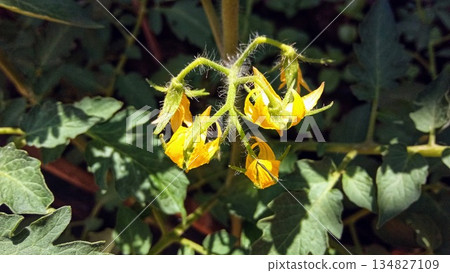 Yellow Tomato Plant Flowers Blooming in Organic Vegetable Garden 134827109