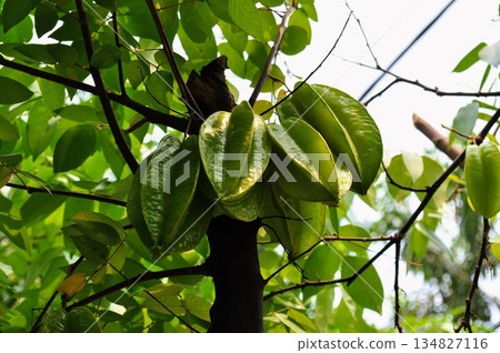 Organic Green Starfruit Hanging on Branch, Averrhoa Carambola Tropical Fruit Background 134827116