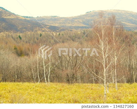 長野縣車間山高原的早春 1 134827160