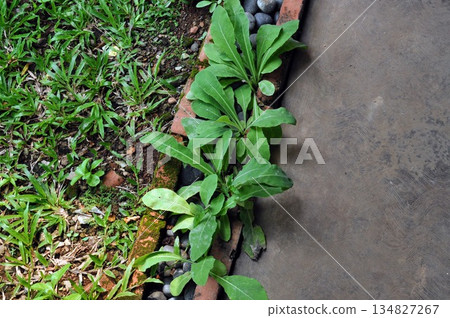 Tempuyung Herbal Plants Growing in Garden Border with Bricks and Stones Tempuyung Herbal Plants Growing in Garden Border with Bricks and Stones 134827267