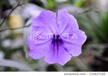Purple Ruellia Simplex Flower Macro Photography, Mexican Petunia Floral Detail in Nature Purple Ruellia Simplex Flower Macro Photography, Mexican Petunia Floral Detail in Nature 134827268